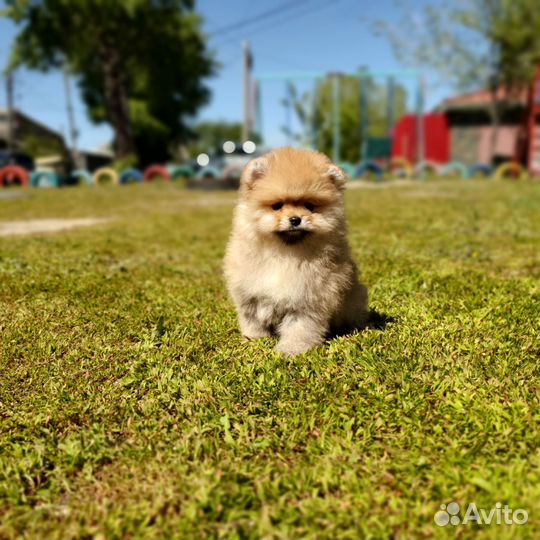 Щенки шпица