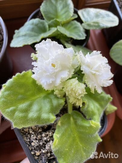 Фиалки цветущие разные