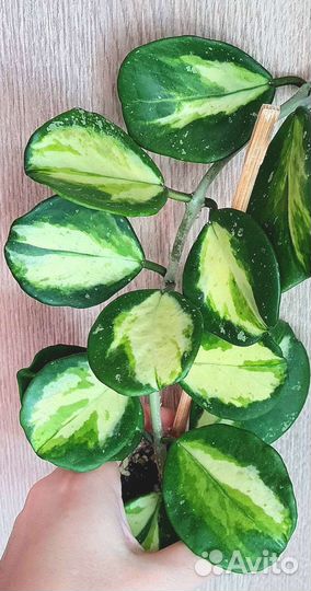 Хойя срезом