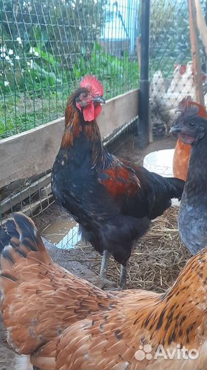 Петух с домашнего хозяйства