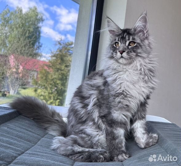 Котята Мейн Кун