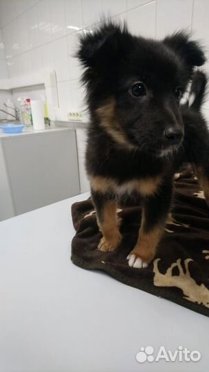 Щенок девочка в добрые руки