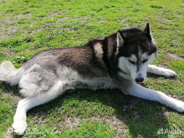 Сибирский хаски вязка