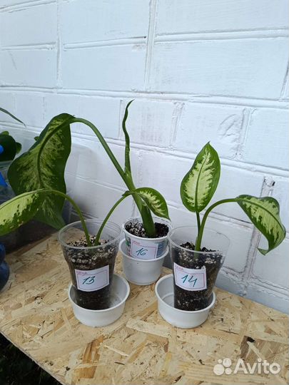 Диффенбахия Se Lemon Trop