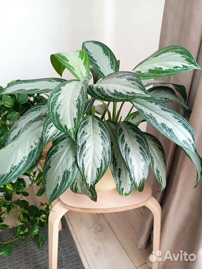 Аглаонема сильвер бей