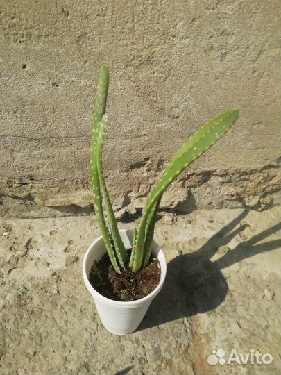 Сансевиерия