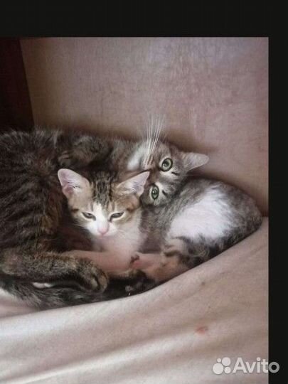 Ласковая кошка в добрые руки