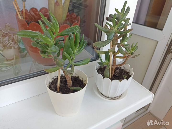 Красула толстянка хоббит Голлум