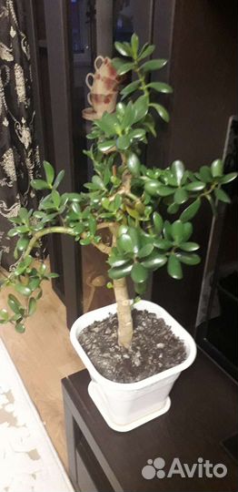 Денежное дерево