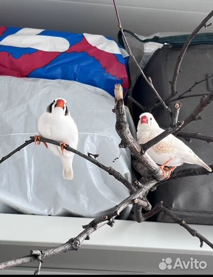 Зебровые Амадины птенцы