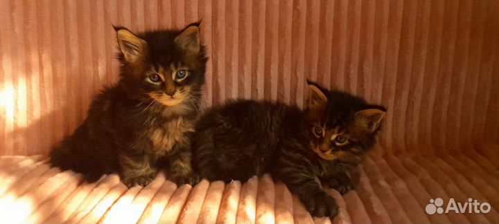 Котята Мейн-кун полидакт