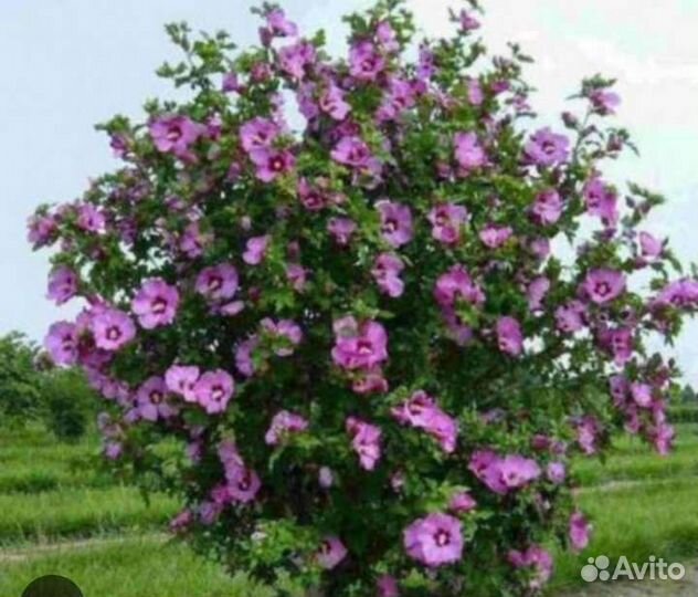 Растения Самшит,Гибискус