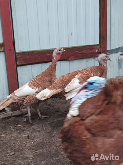 Индюки палевые