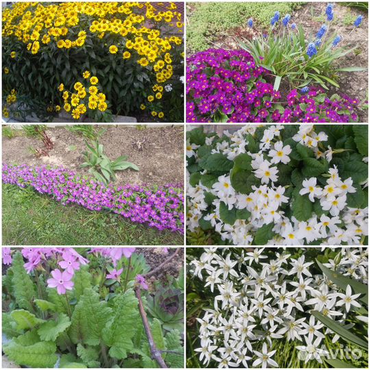 Многолетние цветы