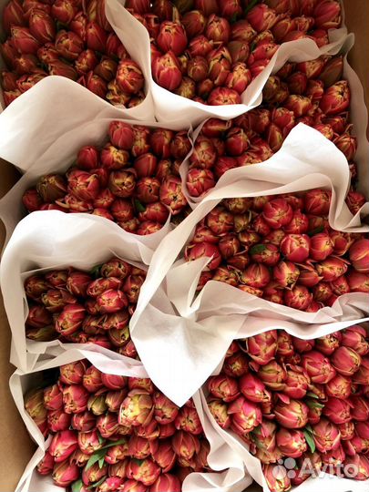 Тюльпаны оптом
