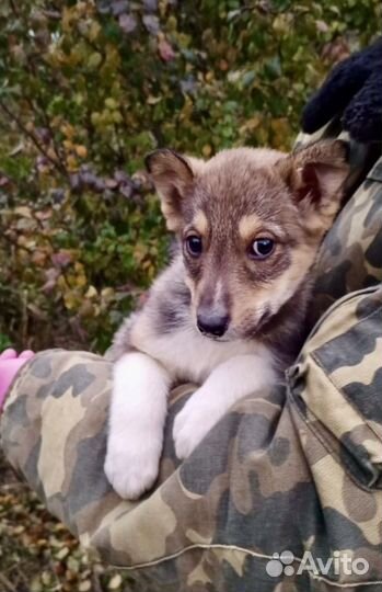 Щенок в добрые руки бесплатно