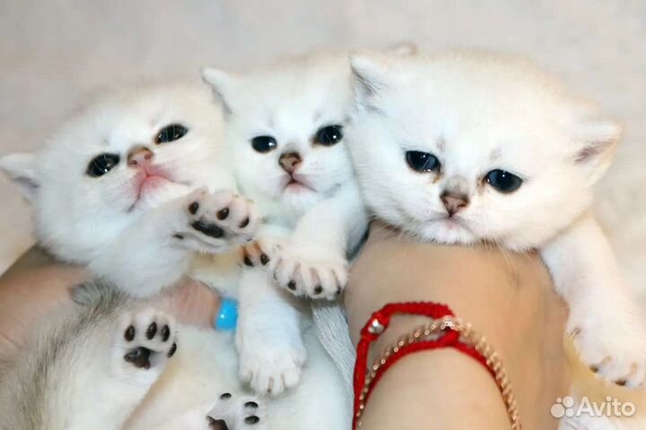 Котята серебристые Британские шиншиллы