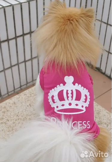 Одежда для собак мелких пород