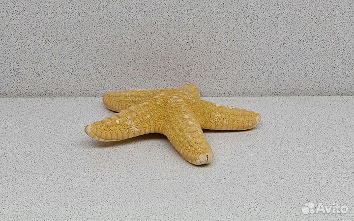 Звезда филиппинская 11,1 морской сувенир подарок