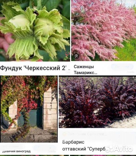 Декоративные кустарники и деревья