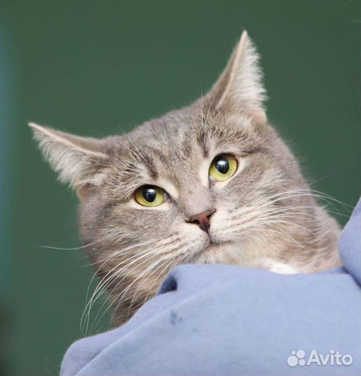 Кошки бесплатно