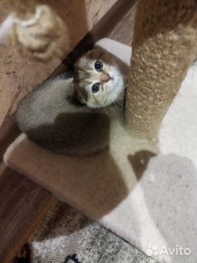 Шотландская