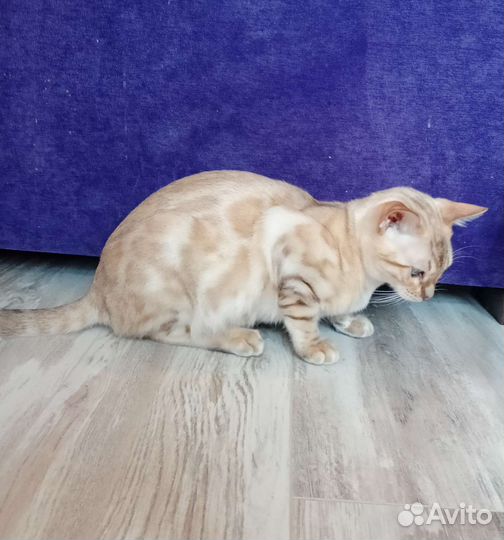 Снежные бенгальские котята