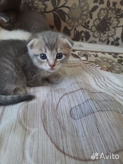 Отдам бесплатно