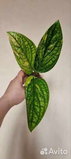 Монстера Перу вар