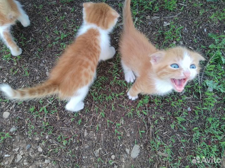 Отдаём котёнка мальчика в добрые руки