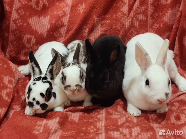 Декоративные крольчата породы рекс