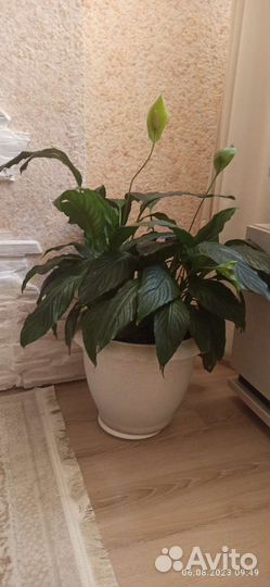 Спатифиллум