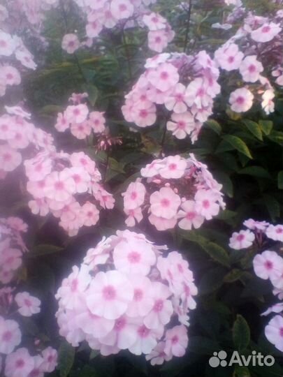 Продажа флоксов