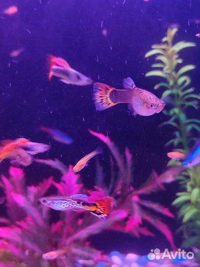 Красивые гуппи
