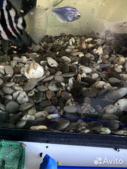 Рыбки цихлиды, детки 5 шт