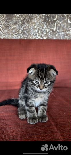 Вислоухие котята