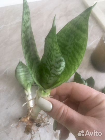 Сансевиерия