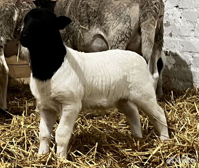 Бараны и овцы породы Дорпер