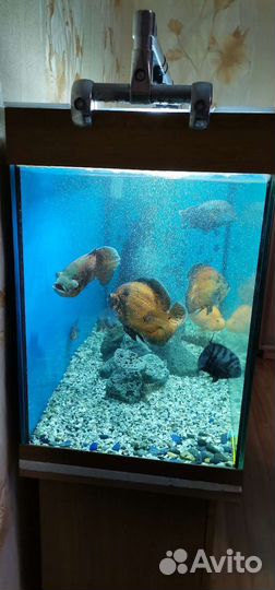 Аквариум и рыбки
