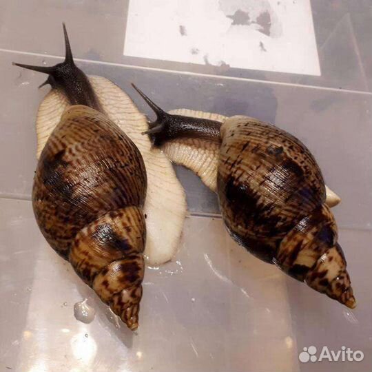 Улитки ахатины