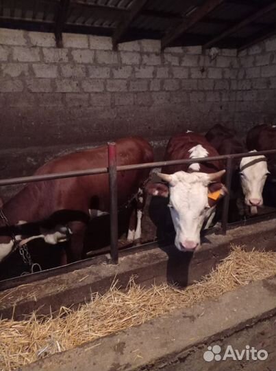 Телки на мясо