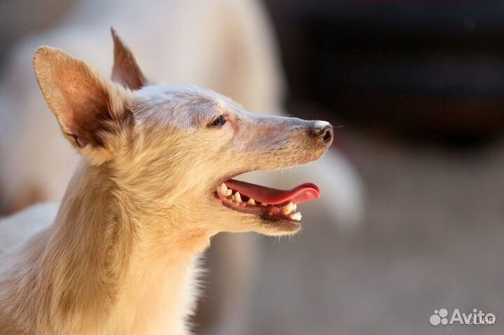 Отдаю собаку Фараона-Пеппи 8 кг в дар