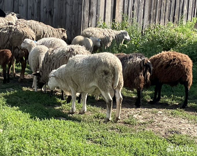 Баран катумский