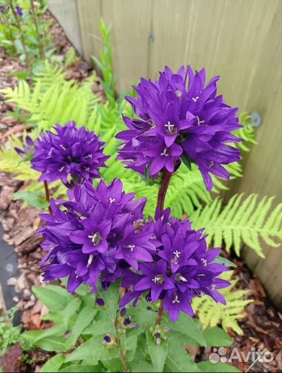 Колокольчик