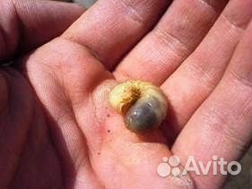 Личинка майского жука-наживка для рыбы, корм