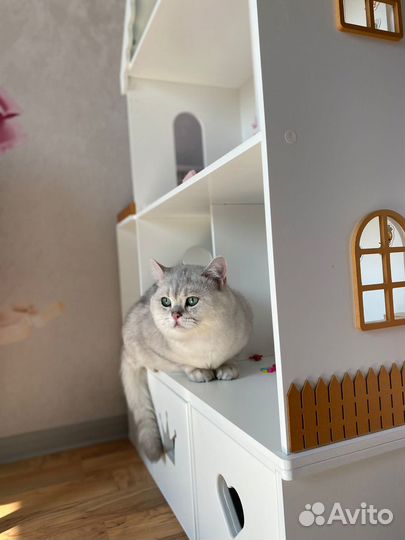 Вязка. Британская шиншилла