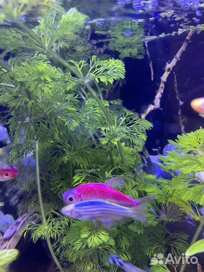 Водоросли для аквариума