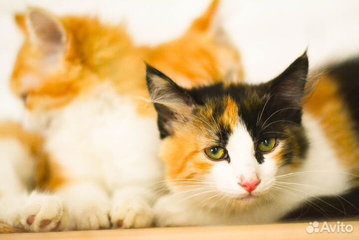 Котята рыжули в добрые руки