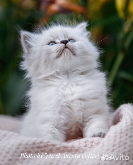 Невские маскарадные котята