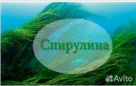 Спирулина для здоровья/похудения